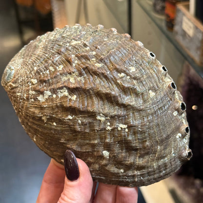 Abalone shell