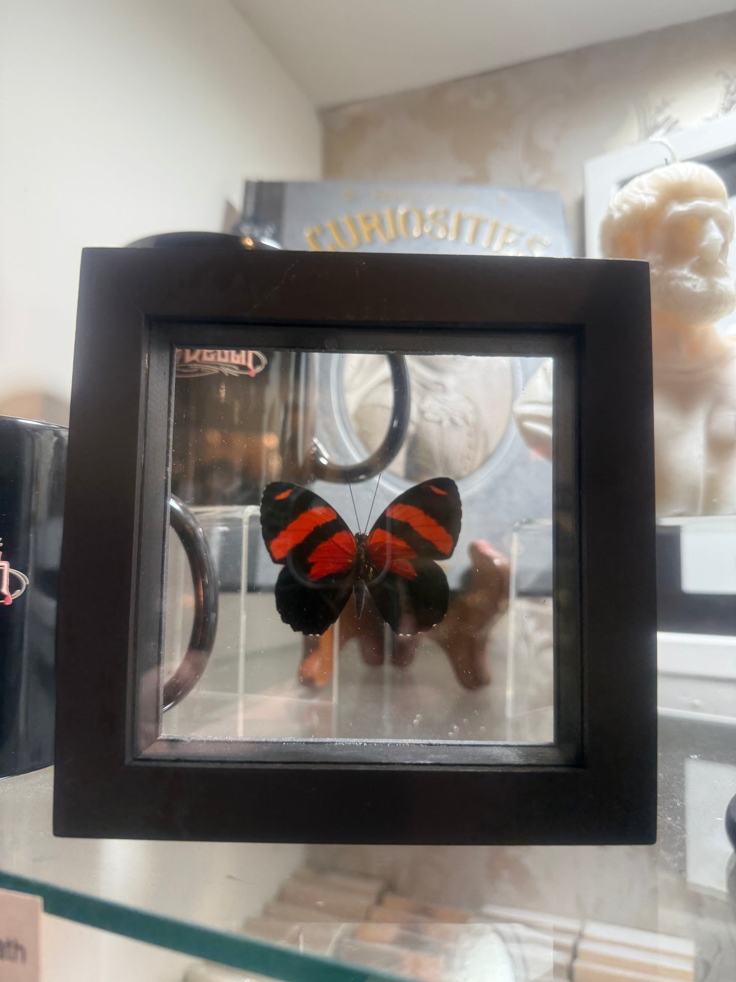 Framed Single Butterfly Callicore Cynosural