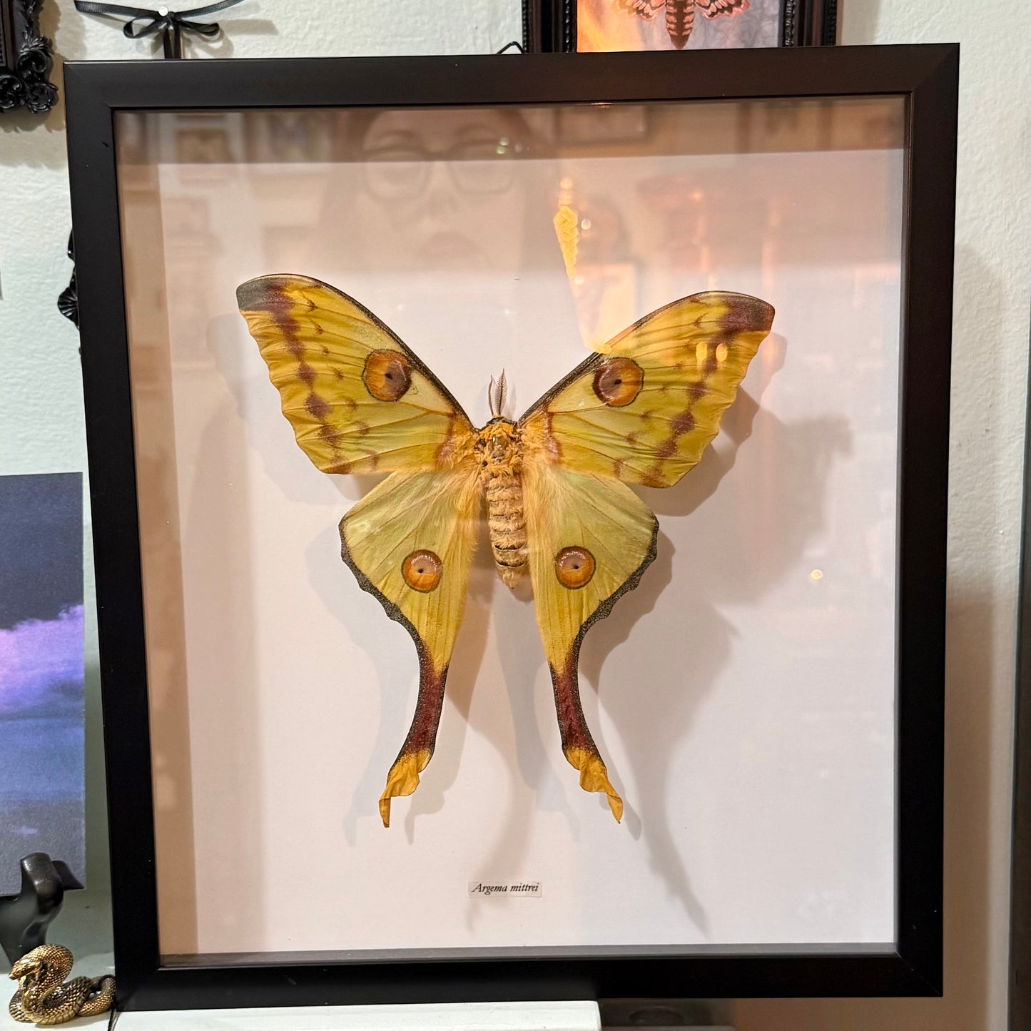Comet Moth Argema Mittrei Shadowbox Frame