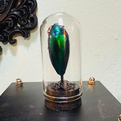 LTD Beetle Specimen In Glass Mini Dome Black Base
