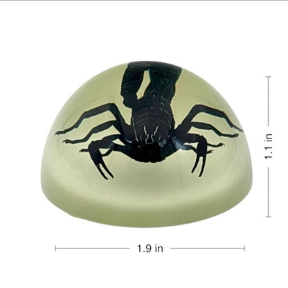 Scorpion or Spider in Half Dome Lucite Glow In Dark