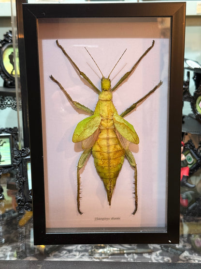Heteroptery Dilitata Large Stick Nymph Shadowbox Black Frame