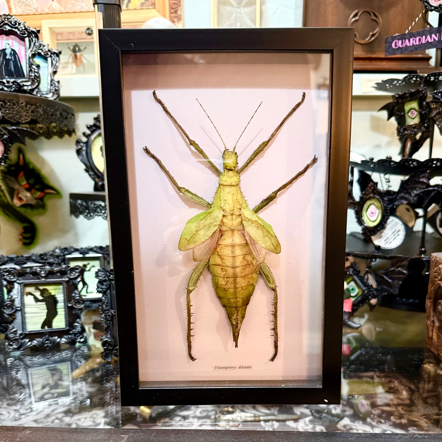Heteroptery Dilitata Large Stick Nymph Shadowbox Black Frame