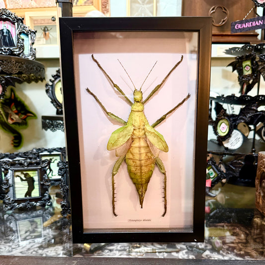 Heteroptery Dilitata Large Stick Nymph Shadowbox Black Frame