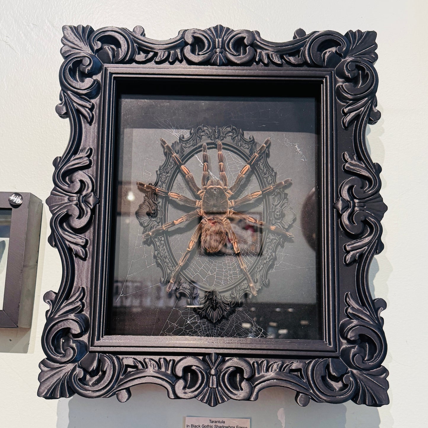 LTD Tarantula Shadowbox Art Genuine Spiderweb Background