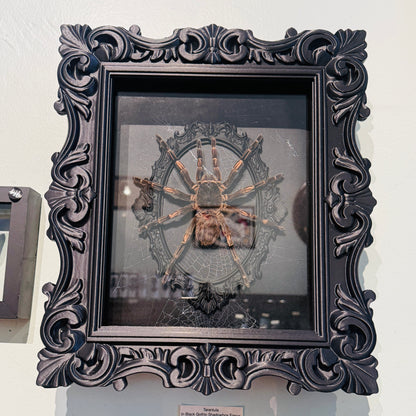 LTD Tarantula Shadowbox Art Genuine Spiderweb Background
