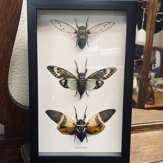 3 Cicada Specimens In Black Frame