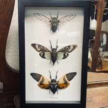 Load image into Gallery viewer, 3 Cicada Specimens In Black Frame
