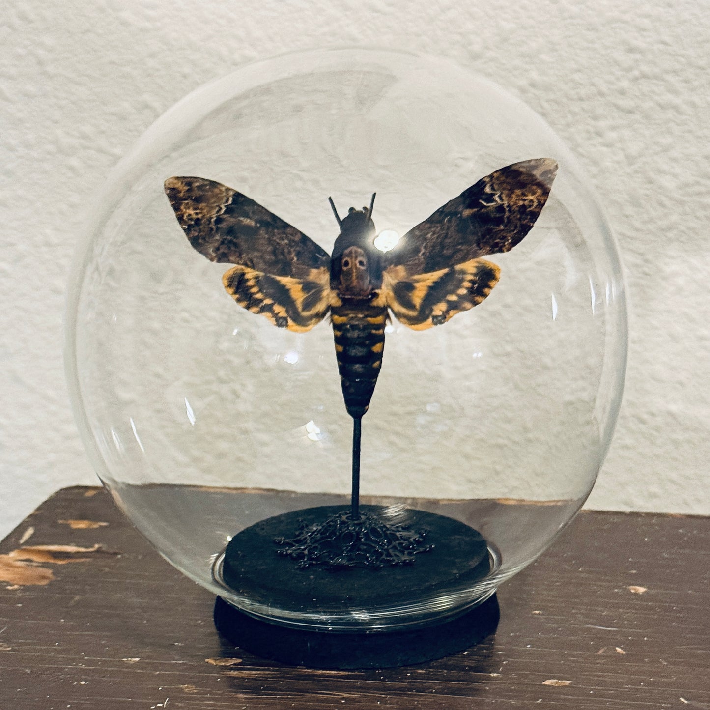 LTD Death Head Moth Acherontia genus Specimen In Glass Dome Black Base