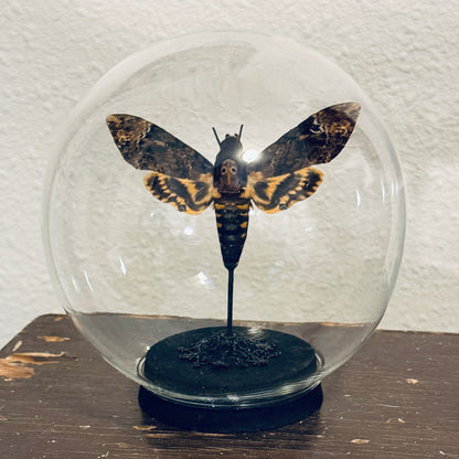 LTD Death Head Moth Acherontia genus Specimen In Glass Dome Black Base