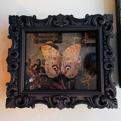 LTD Owl Moth Gold Marble Black Frame