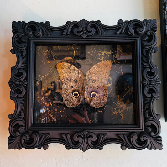 LTD Owl Moth Gold Marble Black Frame