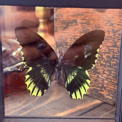 Framed Single Butterfly BATTUS
POLYDAMAS