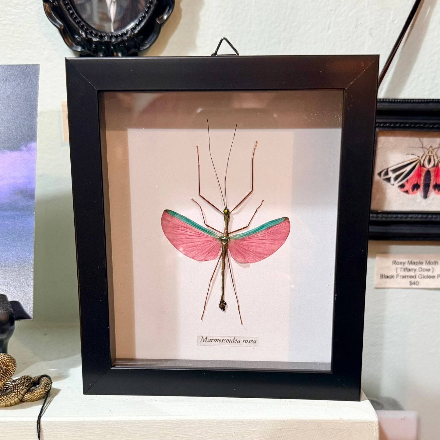 Pink-Winged Stick Insect Shadowbox Black Frame