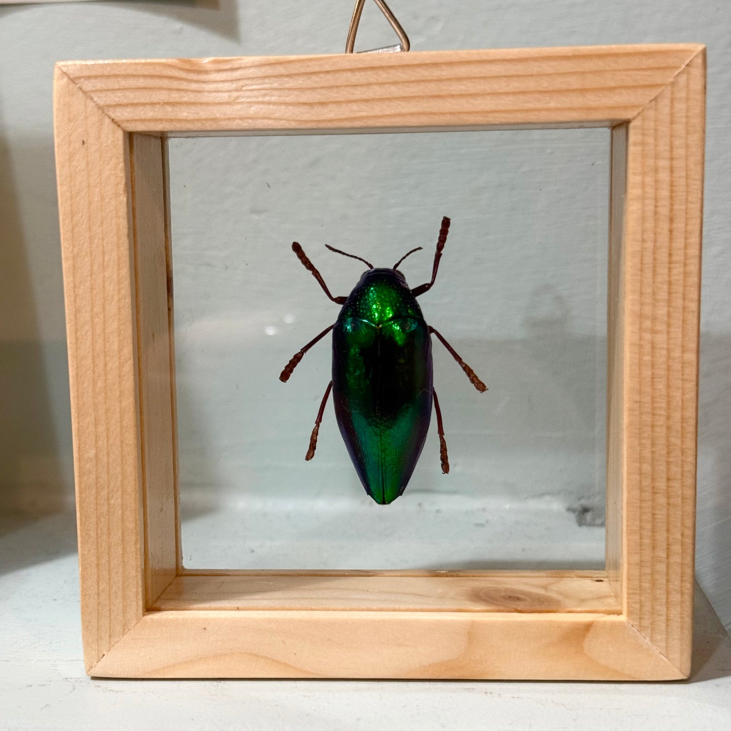 Framed Single Green Jewel Beetle Large