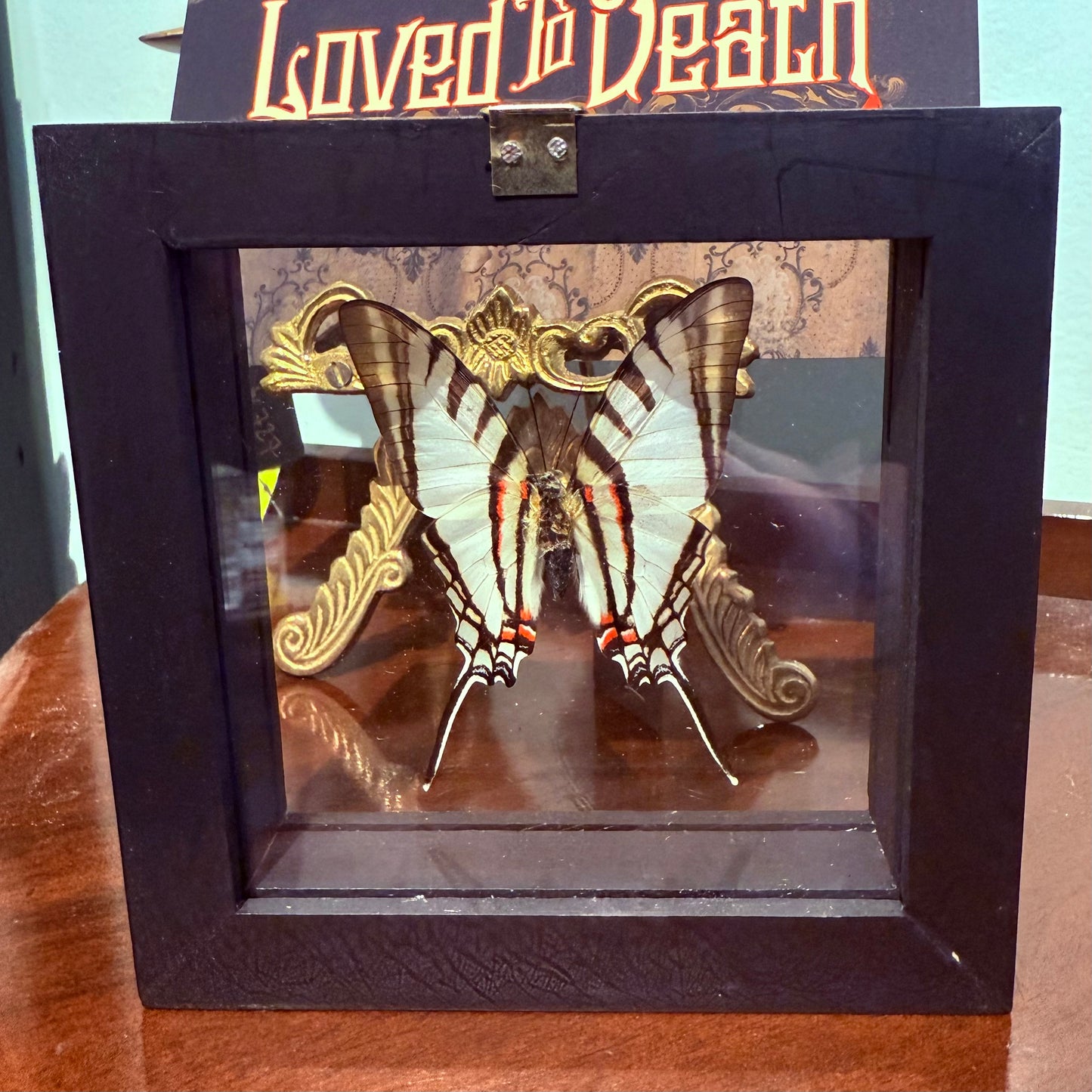 Framed Single Butterfly Neographium Agesilaus