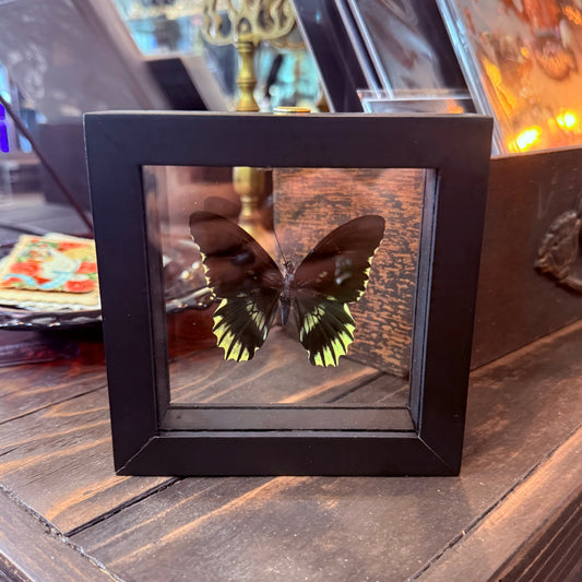 Framed Single Butterfly BATTUS
POLYDAMAS