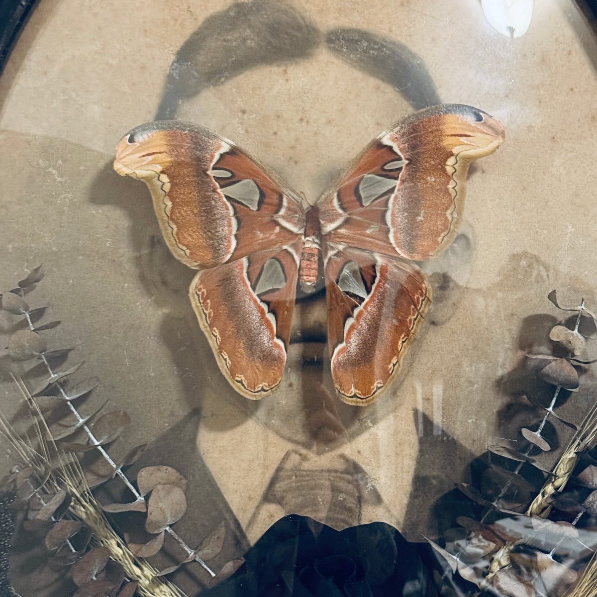 Veiled Curiosities { Octavius } Ceaser Atlas Moth Victorian Tiger Stripe Frame
