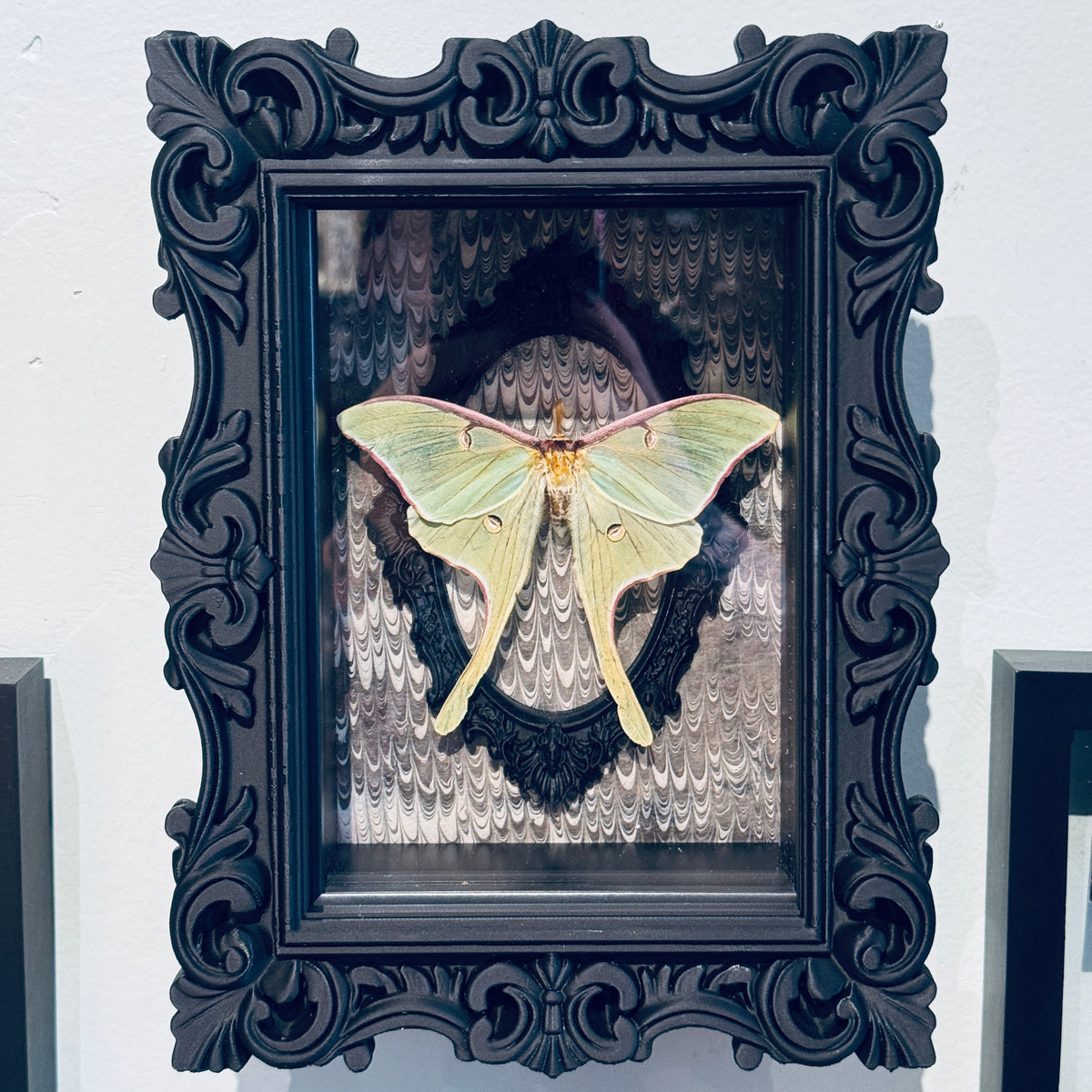 LTD Luna Moth Shadowbox Art Gray Background