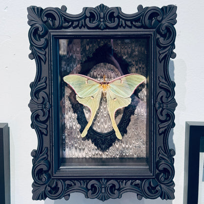 LTD Luna Moth Shadowbox Art Gray Background