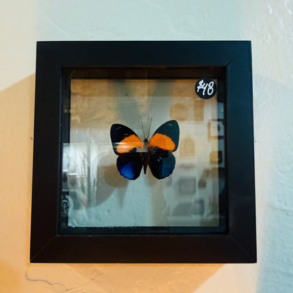 Asterope Markii Framed Single Butterfly