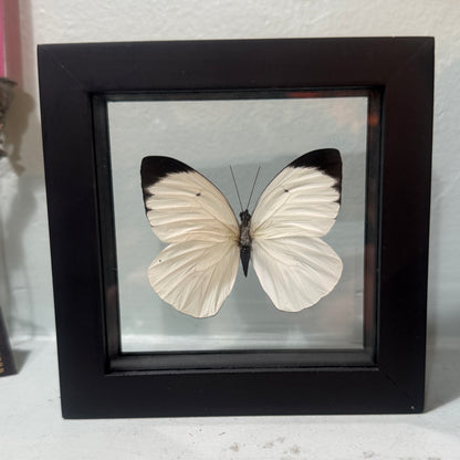 Framed Single Butterfly Ganyra Phaloe
