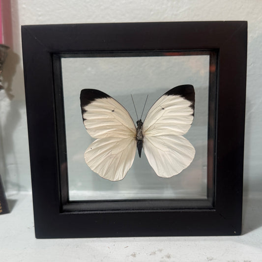 Framed Single Butterfly Ganyra Phaloe