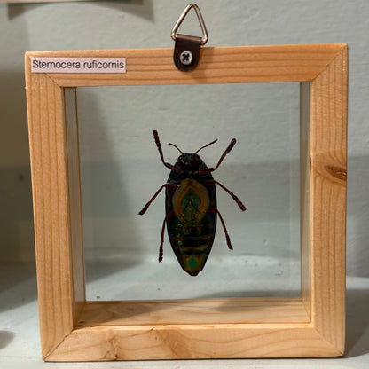 Framed Single Green Jewel Beetle Large
