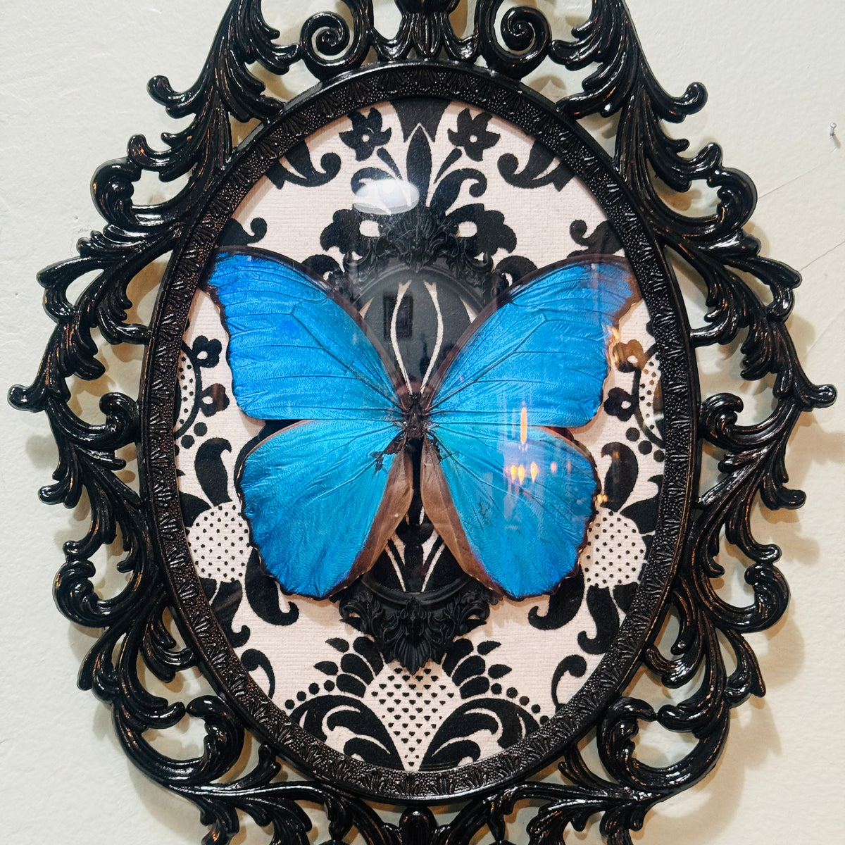 Antique Black Brass Filigree Framed Blue Morpho Butterfly on Flocked B&W Damask Background