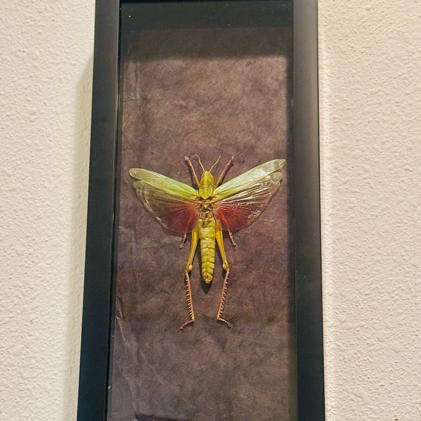 Chondracris rosea Grasshopper Fairy Insect Shadowbox Art Black