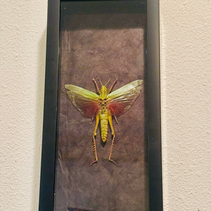 Chondracris rosea Grasshopper Fairy Insect Shadowbox Art Black