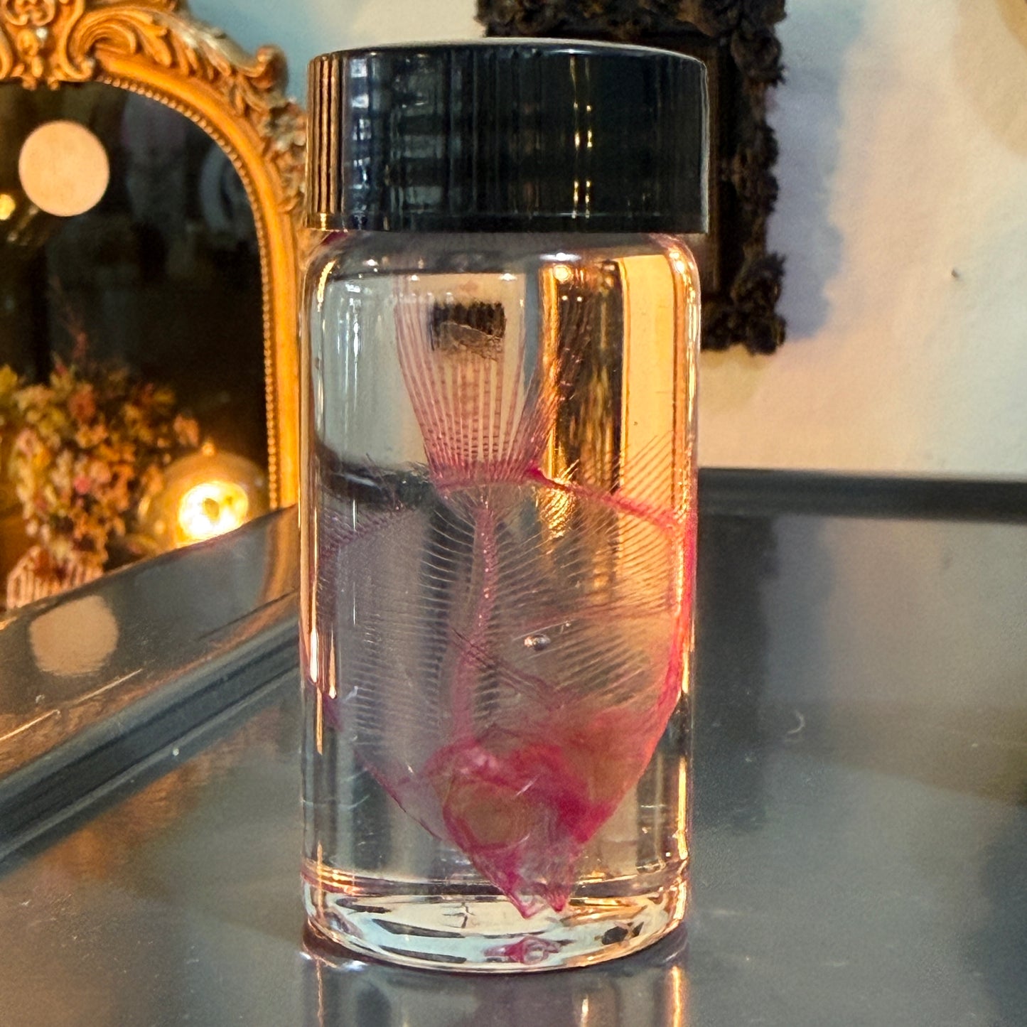Diaphonized Angel Fish Specimen