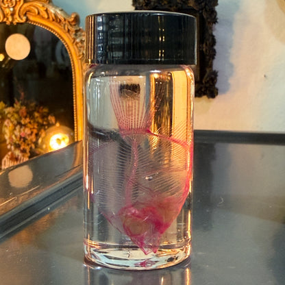 Diaphonized Angel Fish Specimen