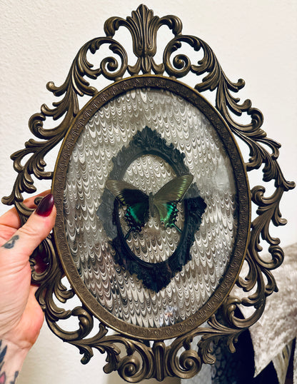 LTD Antique Brass Filigree Framed Black Alpine Swallowtail Butterfly on Gray Swirl Victorian  Background