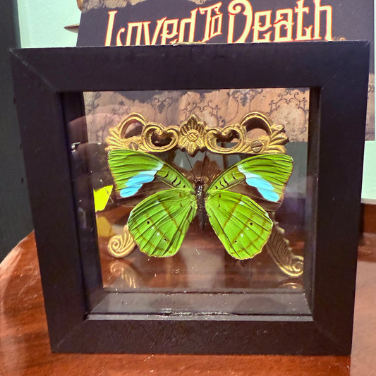 Framed Single Butterfly Nessaea Hewitsoni