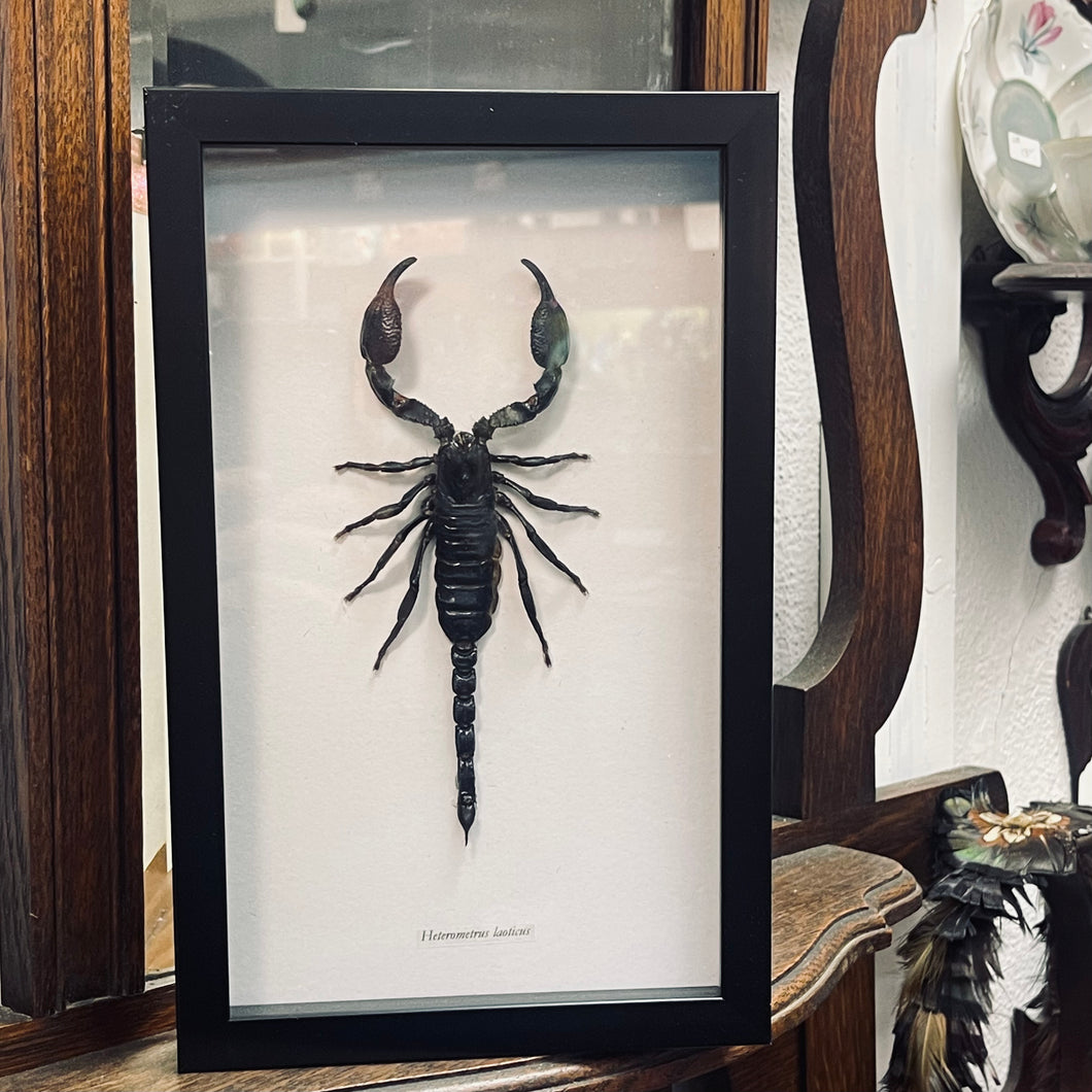 Scorpion Framed Specimen