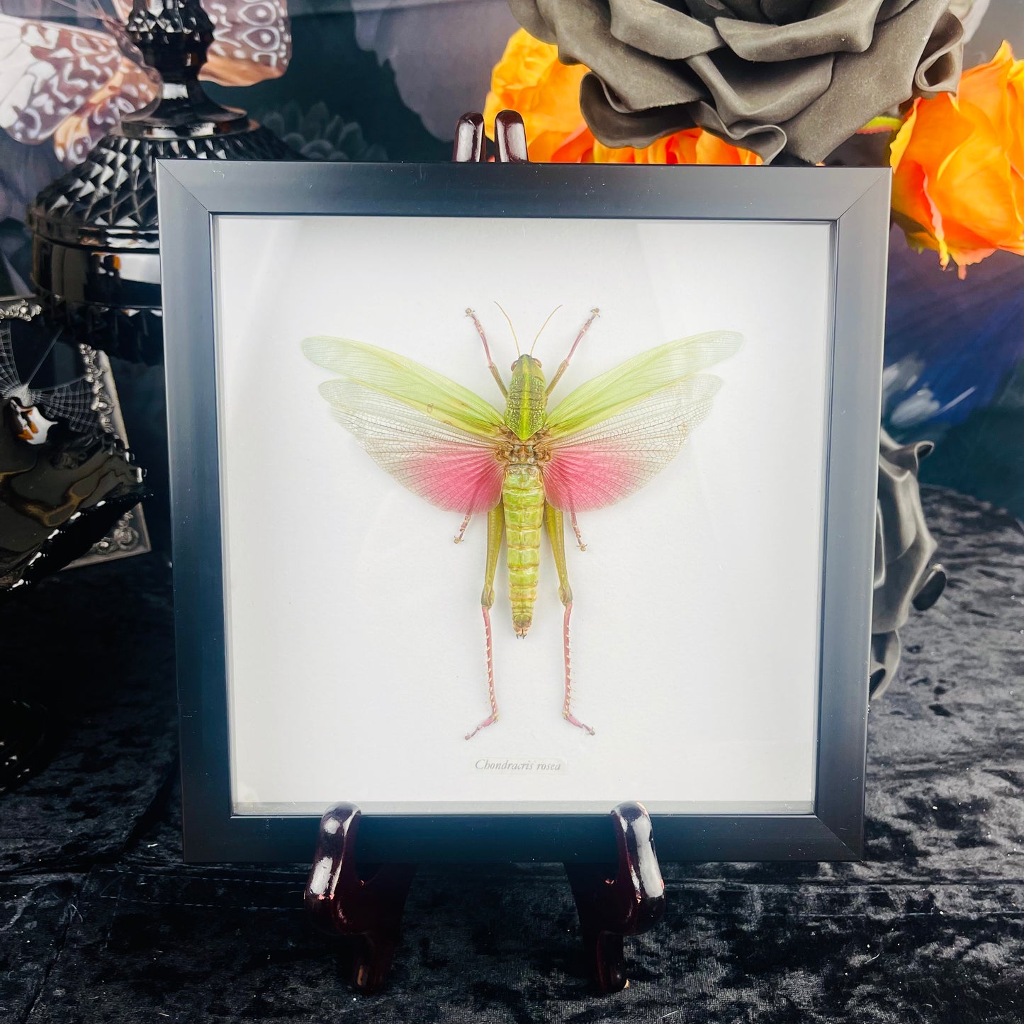 Pink & Green Grasshopper Specimen in Black Frame