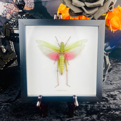 Pink & Green Grasshopper Specimen in Black Frame