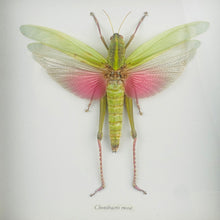 Load image into Gallery viewer, Pink &amp; Green Grasshopper Specimen in Black Frame
