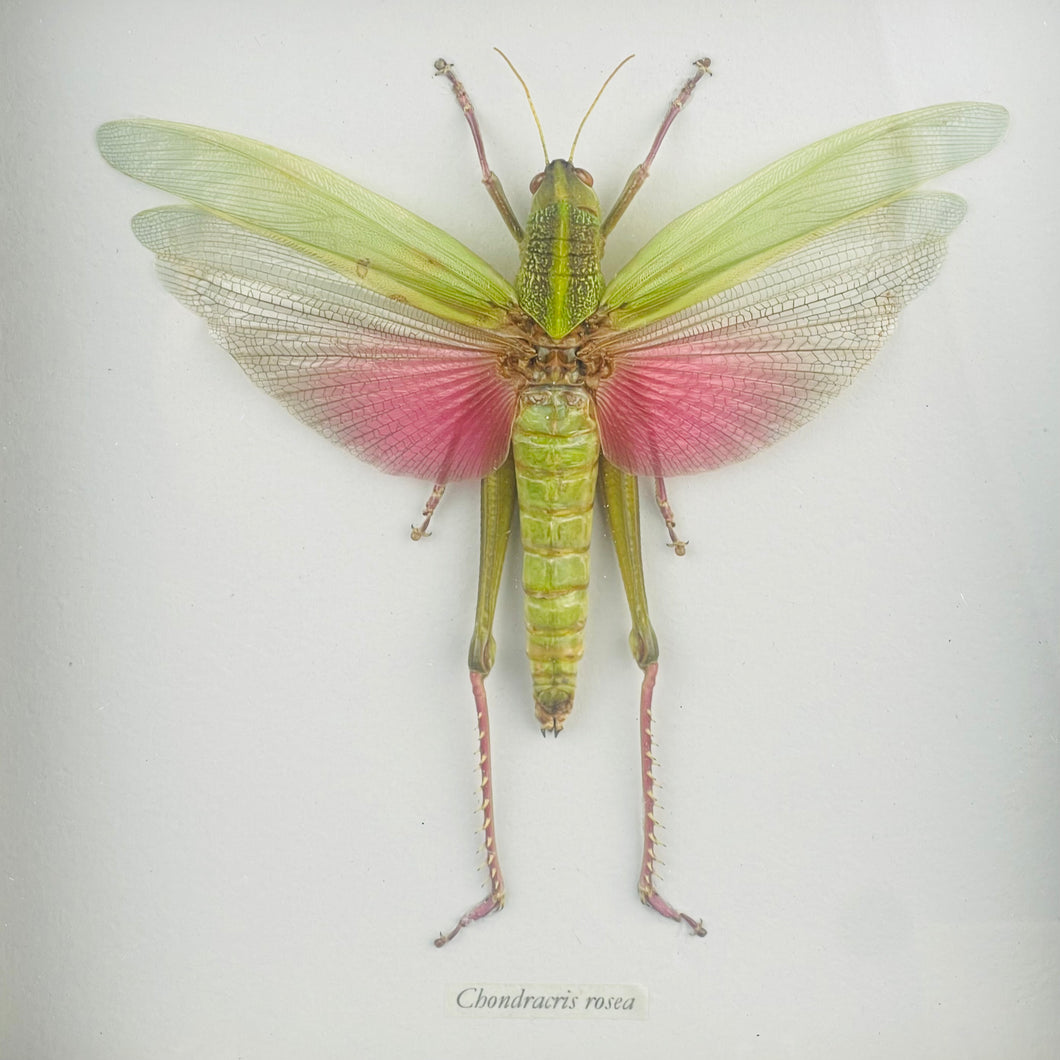 Pink & Green Grasshopper Specimen in Black Frame