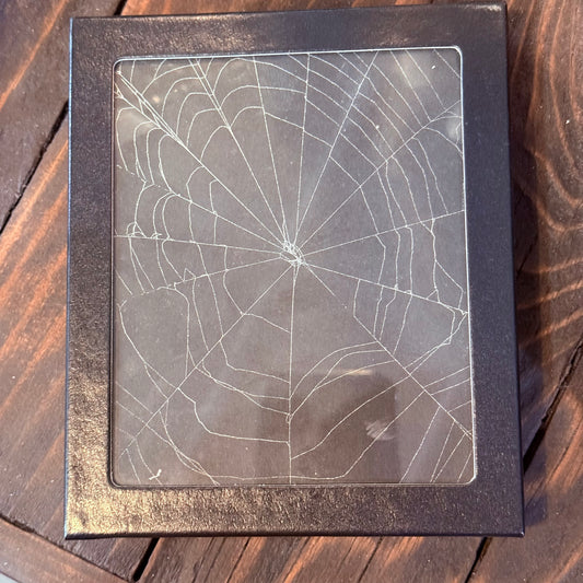 Genuine Spiderweb In Riker Mount