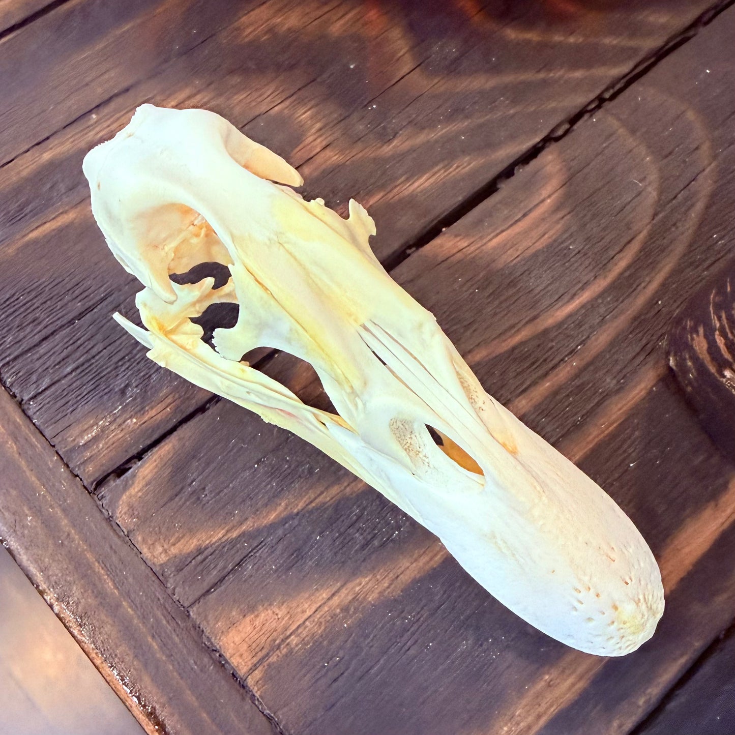 Domestic Duck Skull