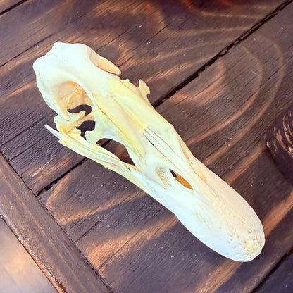 Domestic Duck Skull