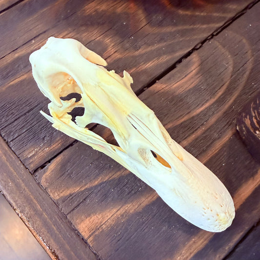 Domestic Duck Skull