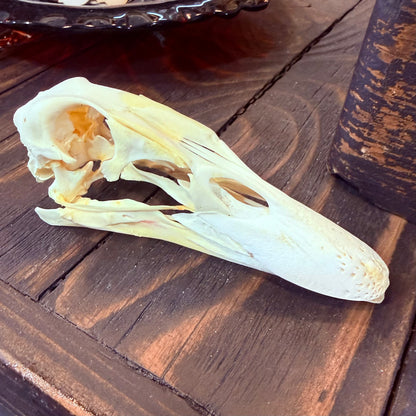 Domestic Duck Skull