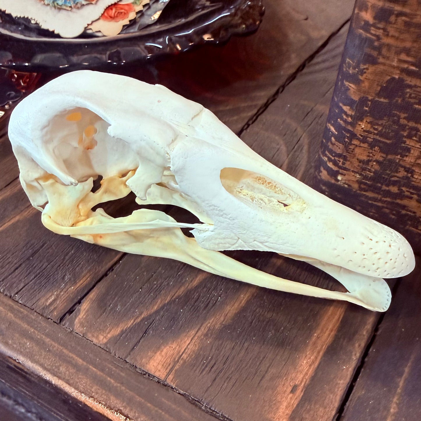 Domestic Goose Skull