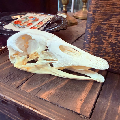 Domestic Goose Skull
