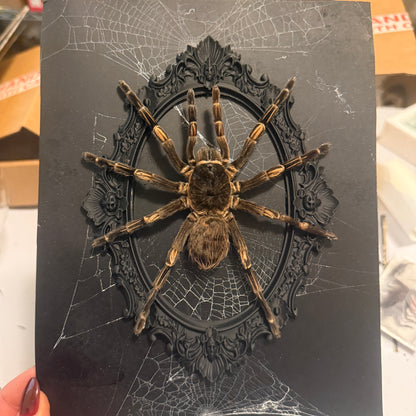 LTD Tarantula Shadowbox Art Genuine Spiderweb Background