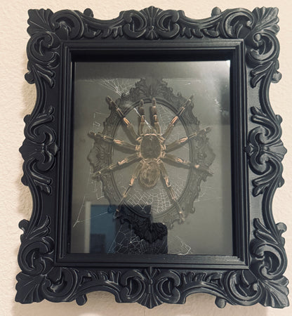 LTD Tarantula Shadowbox Art Genuine Spiderweb Background