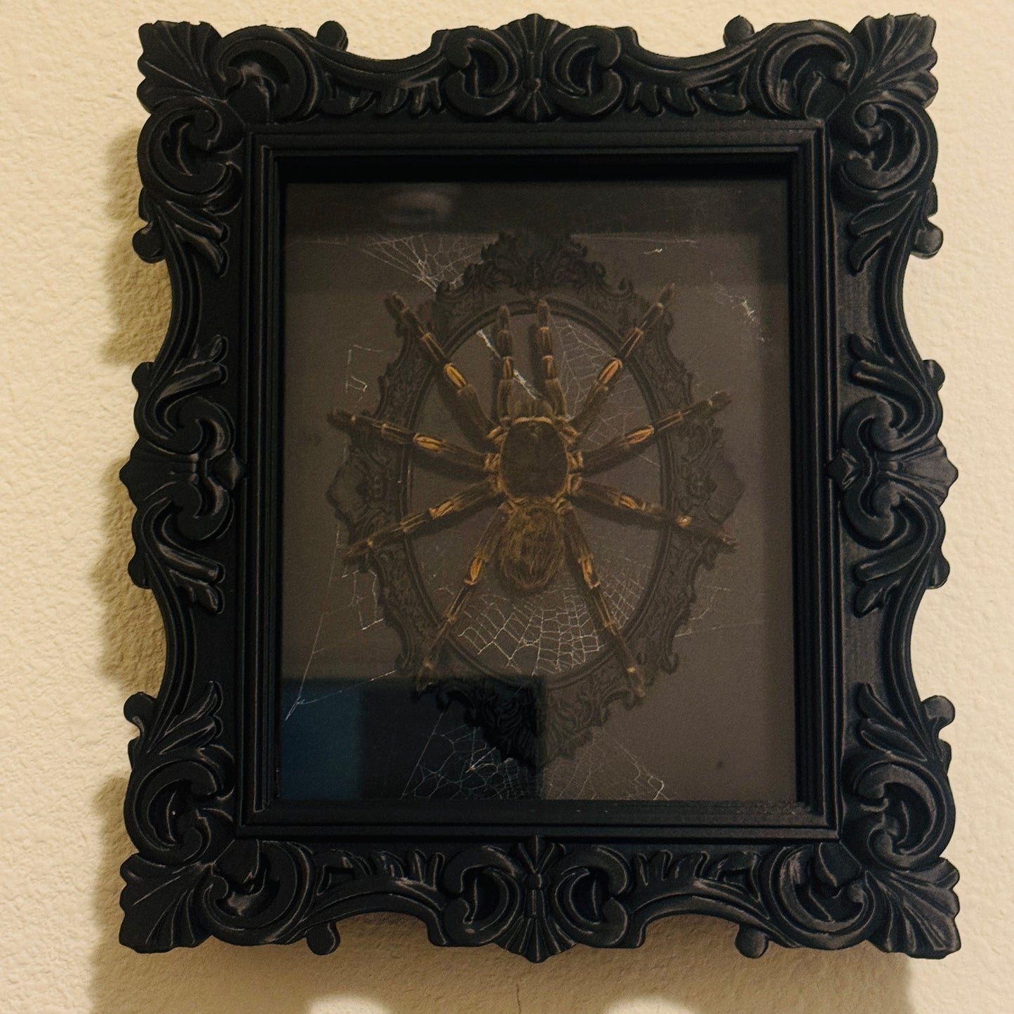 LTD Tarantula Shadowbox Art Genuine Spiderweb Background